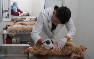 Invita Edomex a esterilizar gratis a perros y gatos este septiembre