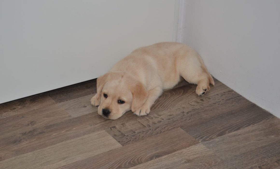 Protege a tu perrito de los cohetes durante estas Fiestas Patrias