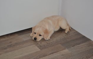 Protege a tu perrito de los cohetes durante estas Fiestas Patrias
