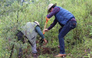 Reforesta DIF municipal cerro El Cuate con 500 árboles en Tianguistenco
