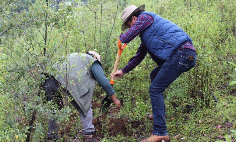Reforesta DIF municipal cerro El Cuate con 500 árboles en Tianguistenco