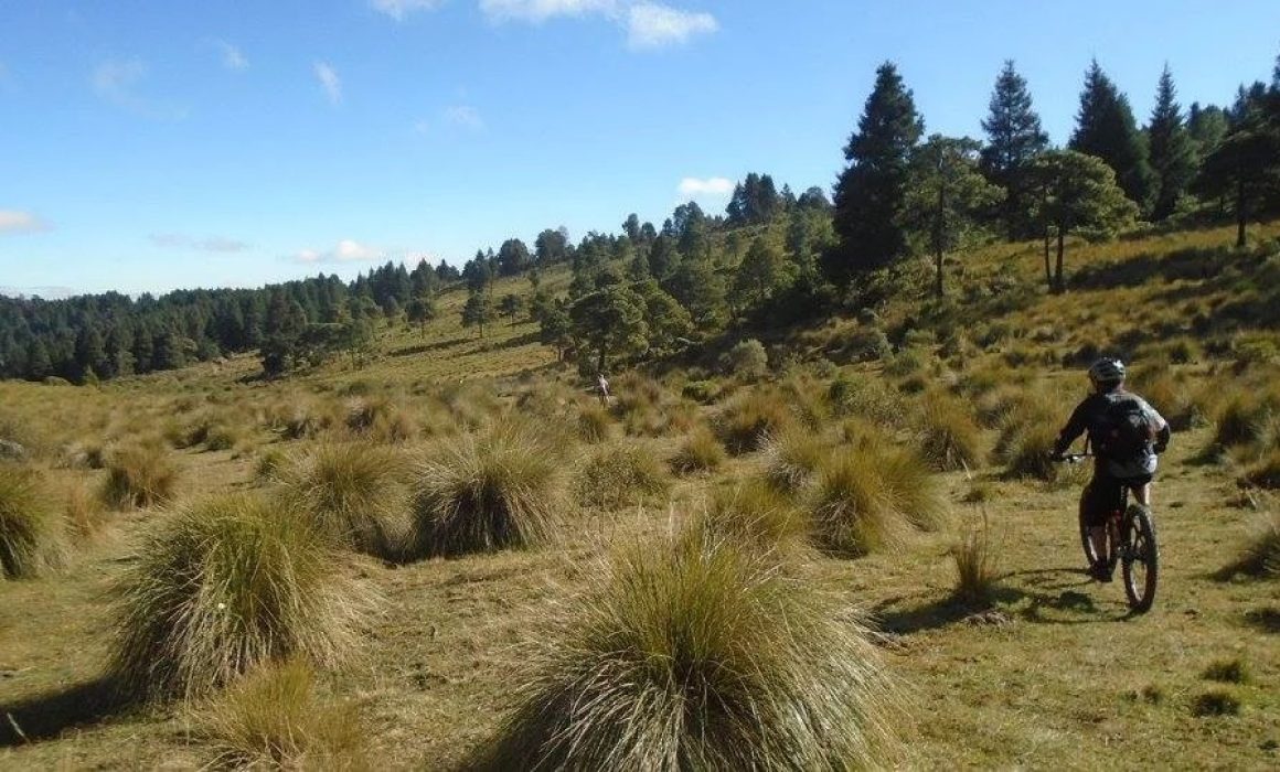 Rescatan PC y policías a mujer que se perdió en bosque de Naucalpan