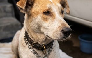 Rescatan a perro que cayó a un canal en Chimalhuacán
