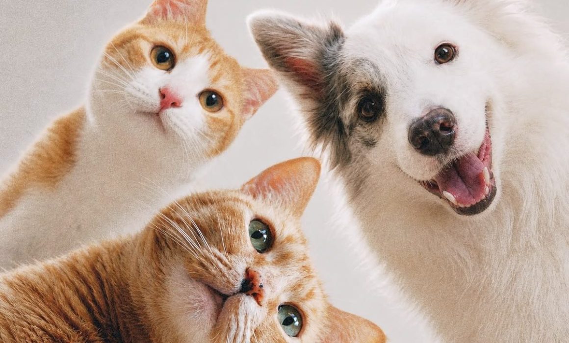 Rescatará Naucalpan a perros y gatos que viven en situación de calle