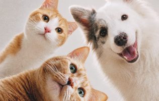 Rescatará Naucalpan a perros y gatos que viven en situación de calle