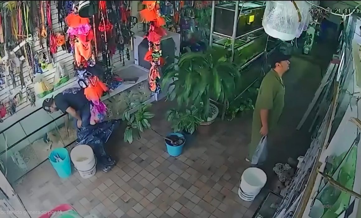 Roban tortuga sulcata de negocio en la colonia Las Américas de Toluca