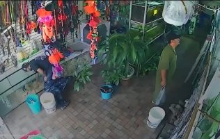 Roban tortuga sulcata de negocio en la colonia Las Américas de Toluca