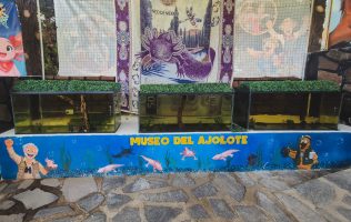 Salva la Profepa ajolotes, camaleones y una boa en Tepotzotlán