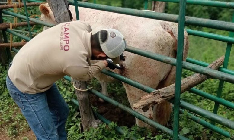 Blinda Edomex territorio con cuatro cercos contra gusano barrenador