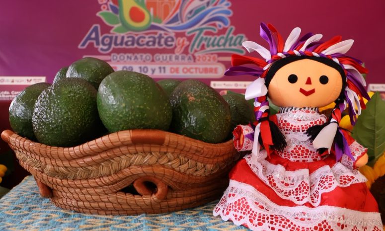 Busca el aguacate mexiquense abrirse paso hacia nuevos mercados