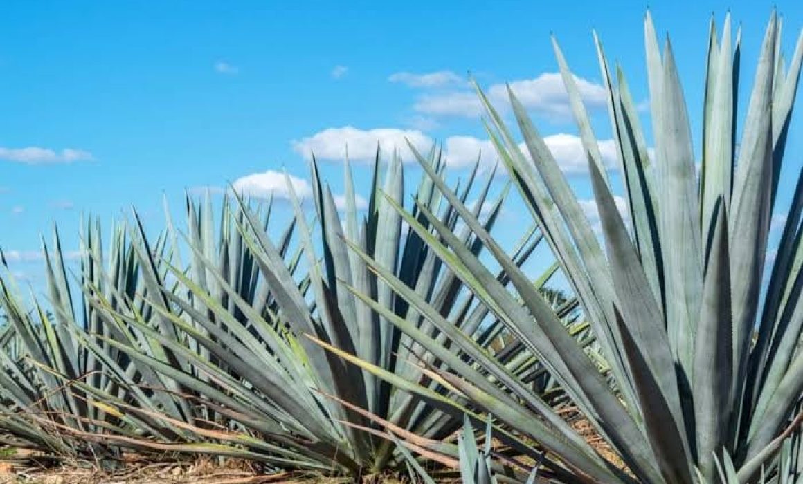 Destaca Probosque importancia del agave para preservar tradiciones