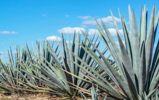 Destaca Probosque importancia del agave para preservar tradiciones