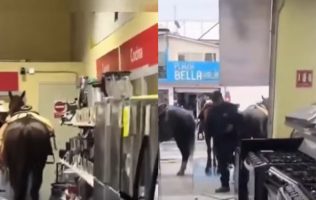 Entra caballo sin jinete a tienda de Apaxco y causa destrozos