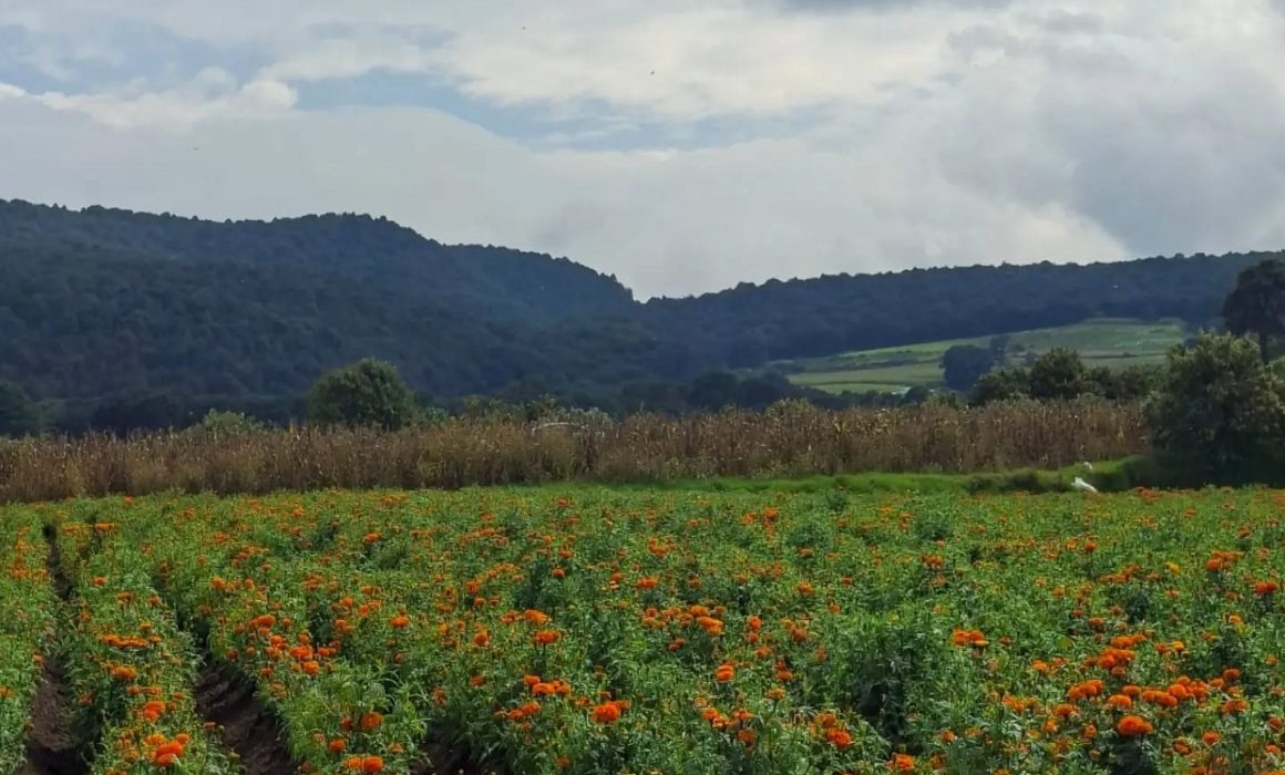 Florecen los campos mexiquenses y alistan la venta para los muertos