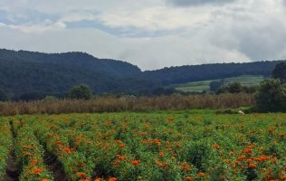 Florecen los campos mexiquenses y alistan la venta para los muertos