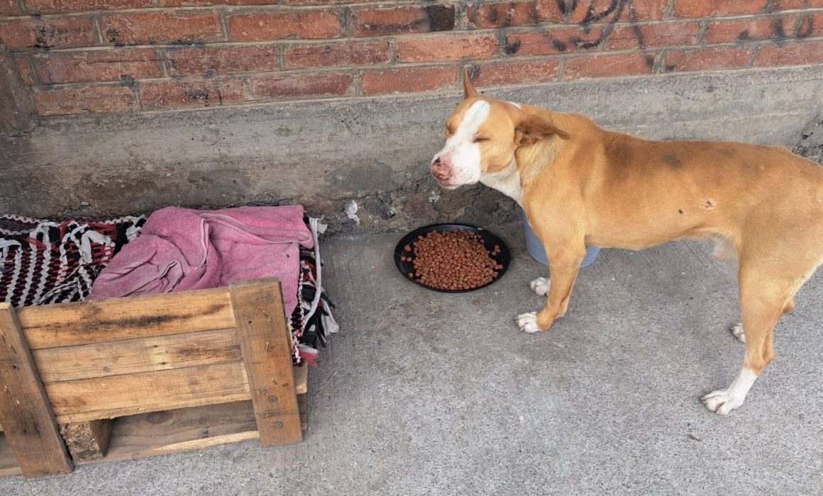 Organizan 'CroqueroRock' en Amecameca para apoyar a perros rescatados