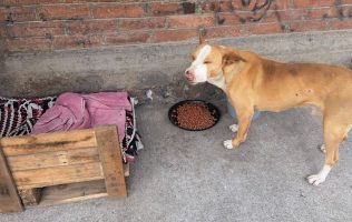 Organizan 'CroqueroRock' en Amecameca para apoyar a perros rescatados