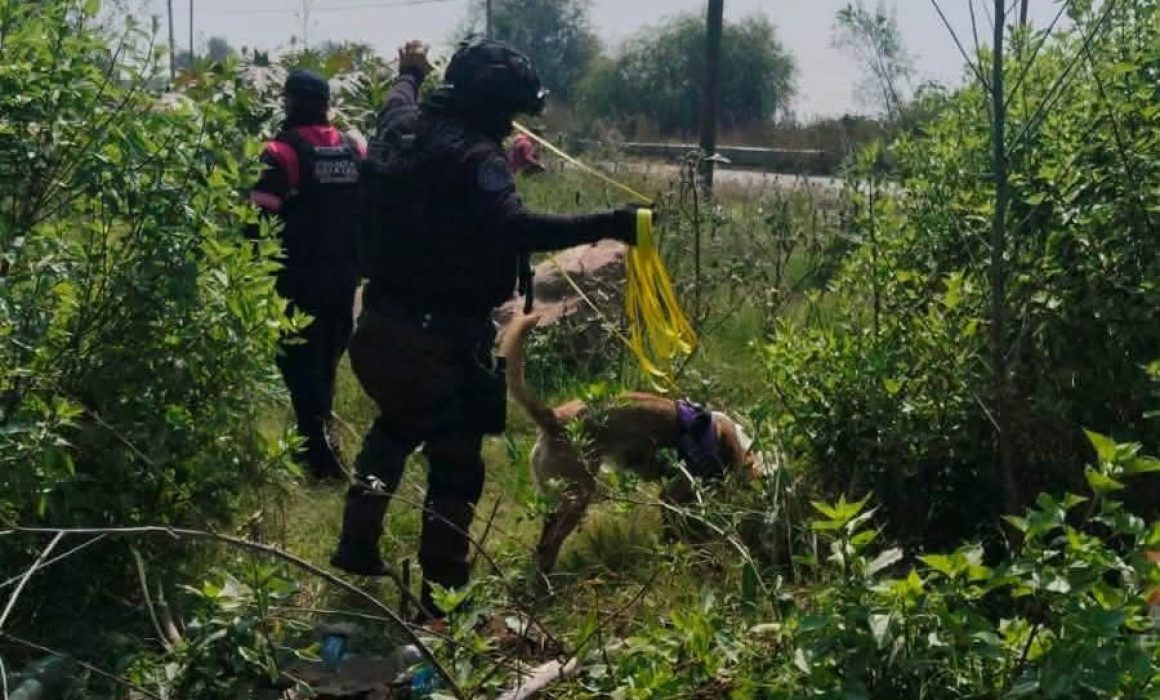 Participan perros policía de Chimalhuacán en búsqueda de desaparecidos