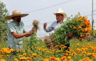 Preservan más de 15 familias cultivo de cempasúchil en Chimalhuacán