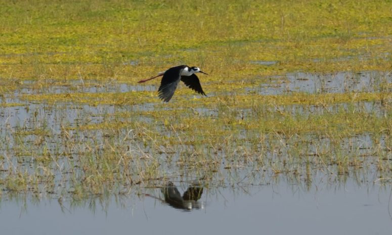Reconocerá Bird City Network a Ecatepec como Ciudad de las Aves