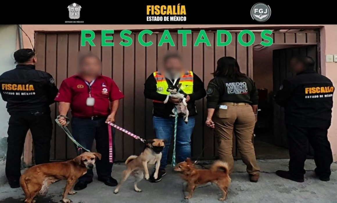 Rescata FGJEM a 33 perros y 6 gatos víctimas de maltrato en Ecatepec