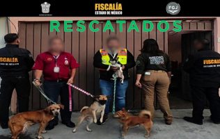 Rescata FGJEM a 33 perros y 6 gatos víctimas de maltrato en Ecatepec