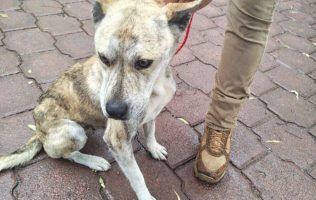 Rescatan a 11 animales y detienen a presunto agresor en Tecámac