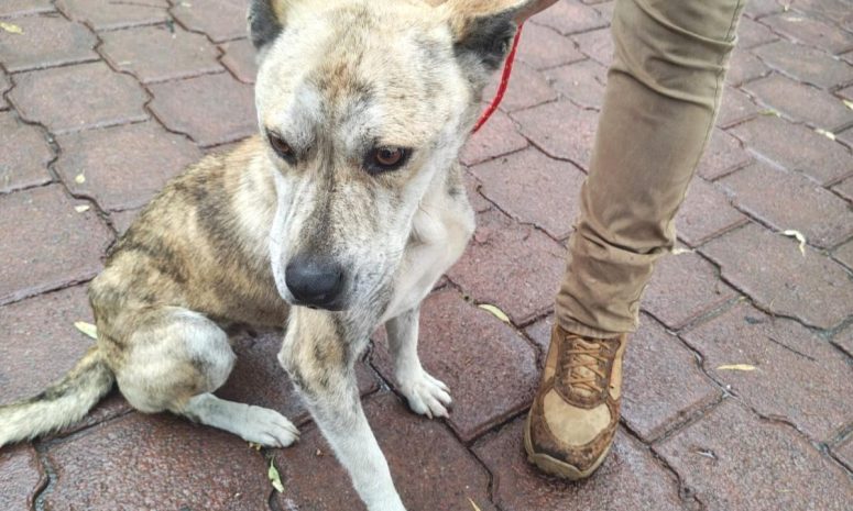 Rescatan a 11 animales y detienen a presunto agresor en Tecámac