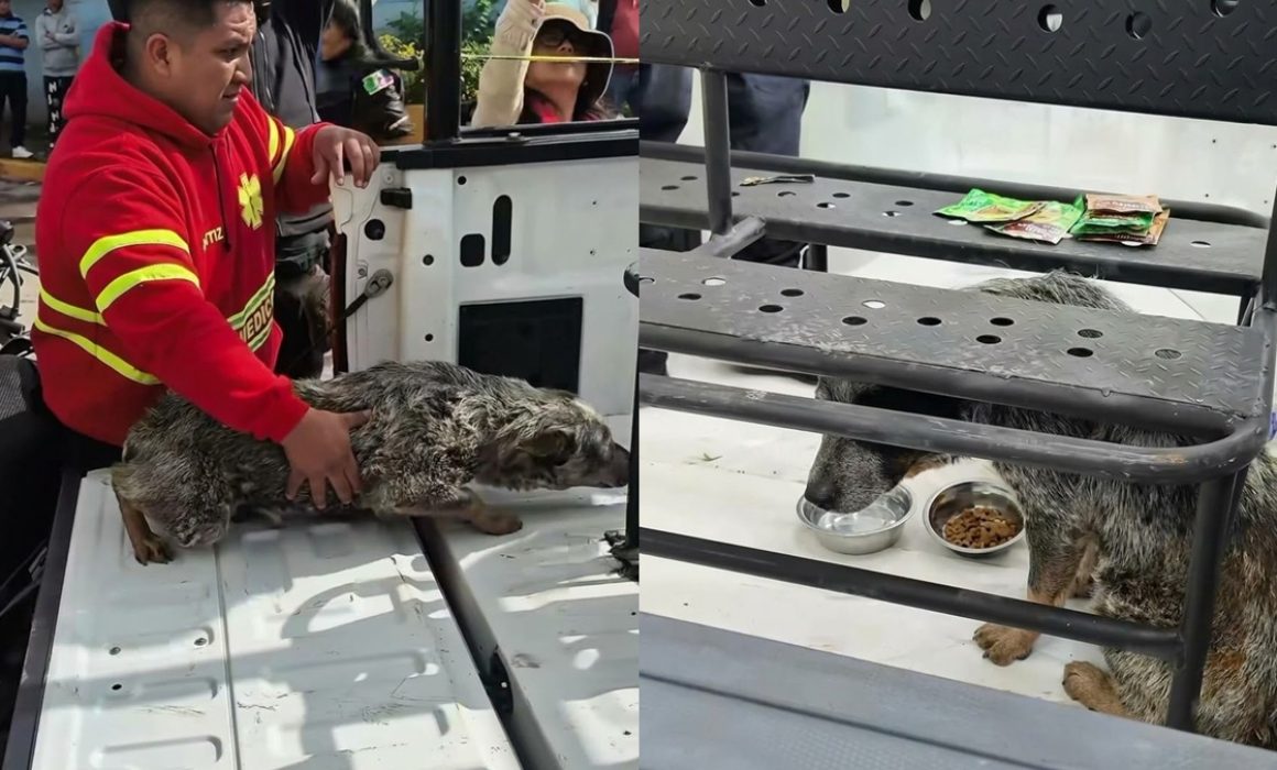 Rescatan a 2 perros con quemaduras tras explosión en Coacalco