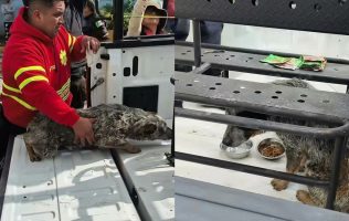 Rescatan a 2 perros con quemaduras tras explosión en Coacalco