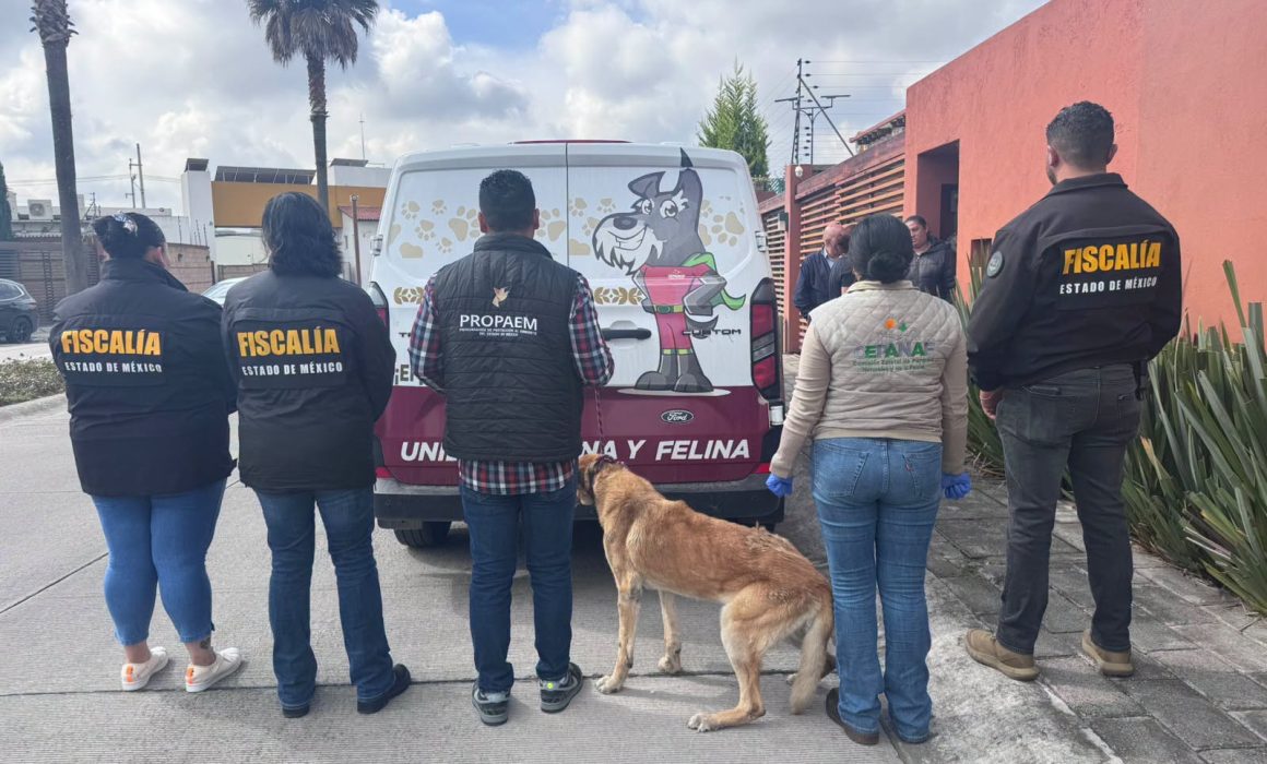 Rescatan en Calimaya a perro con deshidratación y poca movilidad