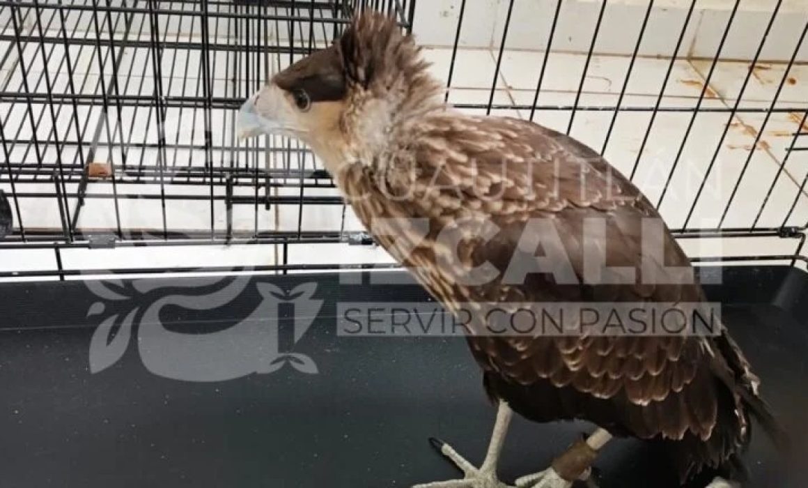 Resguarda Cuautitlán Izcalli 2 aves silvestres y las entrega a Profepa