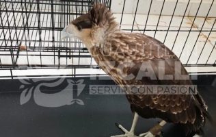 Resguarda Cuautitlán Izcalli 2 aves silvestres y las entrega a Profepa