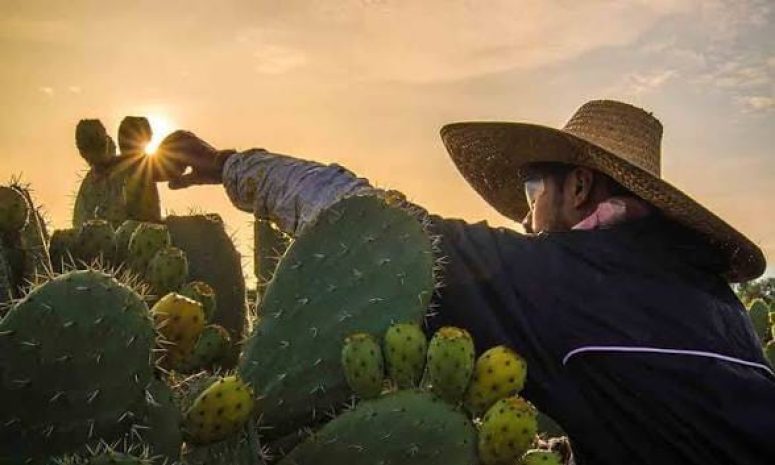 Ocupa Edomex primer lugar nacional en producción de tuna