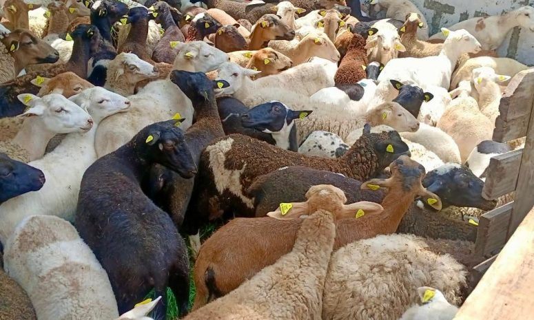 Entregan 127 vientres ovinos a productores de siete municipios